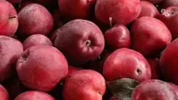 Ставропольское предприятие обеспечит россиян яблоками в условиях санкций