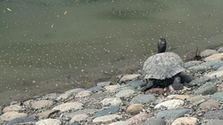 Нашествие хищных черепах зафиксировали на озере «30'Ка» в Железноводске