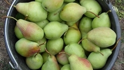 Более 130 тонн груш собрали на Ставрополье