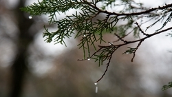 С новой неделей на Ставрополье придут кратковременные дожди