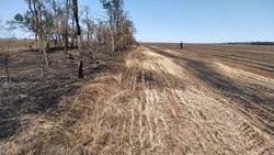 Пожар в Туркменском округе уничтожил акации более чем на 1,3 млн рублей