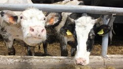 Свыше 540 тысяч тонн молока произвели на Ставрополье за год