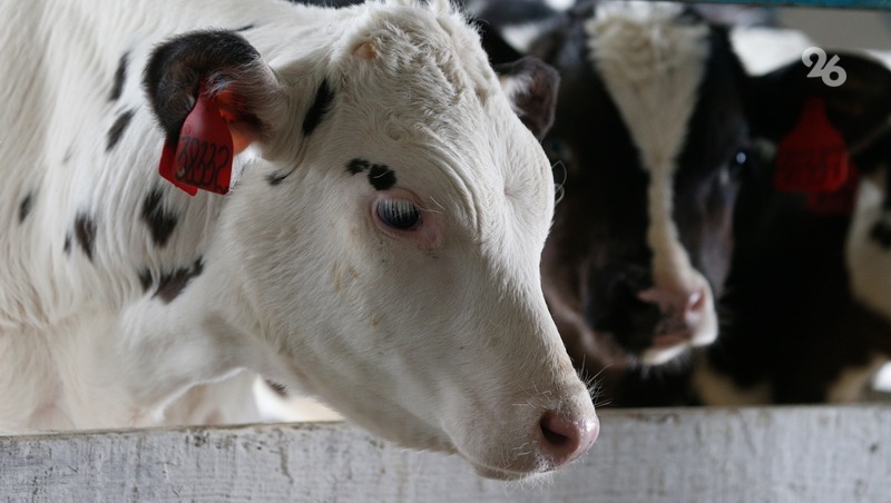 Качество молока на Ставрополье повысят благодаря геномной селекции