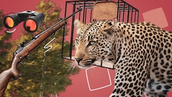 По следам Мурки: откуда у ставропольцев краснокнижный леопард и кто виноват в его гибели?