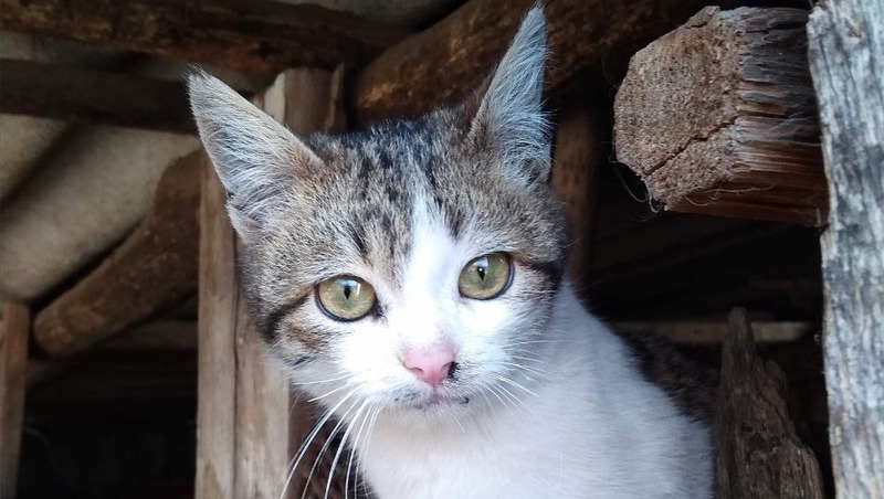 Котёнка спасли из вентиляционной шахты многоэтажного дома в Черкесске