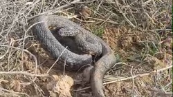 Две змеи заползли в частный дом в Апанасенковском округе