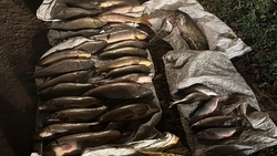 Двух браконьеров поймали в Левокумском округе 