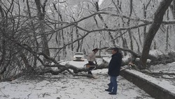 Прогулочную зону закрыли на Машуке в Пятигорске из-за падающих деревьев