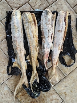 Жительницу Нефтекумского округа подозревают в продаже краснокнижных осетров