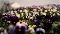 Новый сквер озеленили в Невинномысске