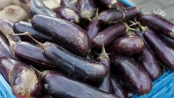 Технолог Старова рассказала, как правильно хранить овощи