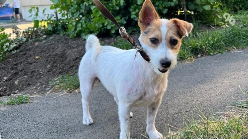 Как помочь питомцу справиться с разлукой в отпуске, рассказал российский ветеринар