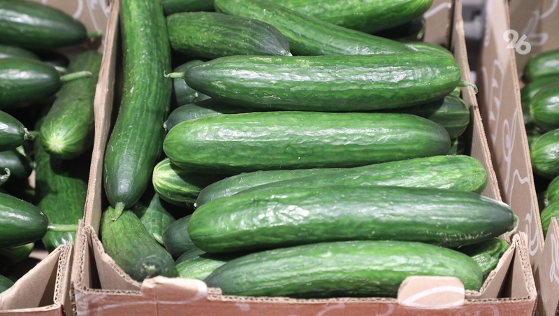 Производство огурцов в теплицах Ставрополья выросло в полтора раза 