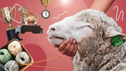 «Лучшие в РФ»: как развивается племенное овцеводство на Ставрополье