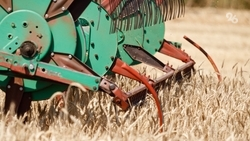 Аграрии Петровского округа собрали 559 тыс. тонн зерна