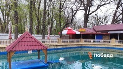 Лебеди вернулись в Центральный парк Ставрополя