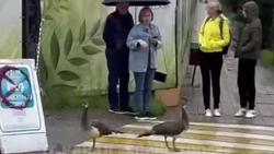 В Сочинском национальном парке ищут пропавших павлинов