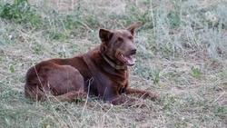 Около 30 мёртвых собак нашли в пригороде Махачкалы 