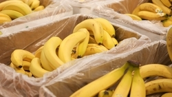 21,5 тыс. тонн бананов в год будут выращивать на Ставрополье 