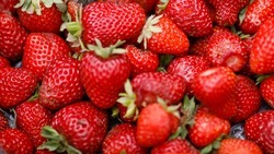 Свыше 484 тонн плодов и ягод собрали на Ставрополье 