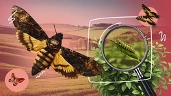 Ночницы, махаон и «мёртвая голова»: какие бабочки живут на Ставрополье