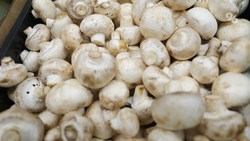 Грибную ферму открыл житель Предгорья по соцконтракту 