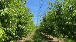 Субсидию для садоводов предлагают «разморозить» на Ставрополье