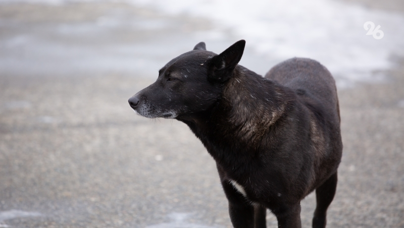 14-летнему ставропольцу выплатили 25 тыс. рублей из-за нападения собаки 