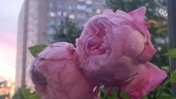 Приём заявок на фестиваль городских цветников начнётся в Ставрополе с 20 июля