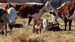 Ипатовские животноводы показали новорождённых телят и ягнят на Ставрополье