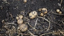 В Предгорном округе посевные площади под картофель увеличили на 20%