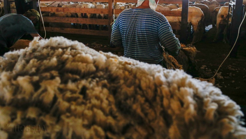 Овцеводы Ставрополья увеличили производство шерсти на четыре процента по сравнению с 2021 годом