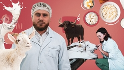 «Качество, выходящее за пределы России»: в Шпаковском округе перерабатывают козье и буйволиное молоко