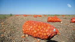 Ещё более 22 тонн лука экспортировали за рубеж со Ставрополья