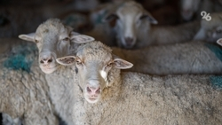 В Ставропольском крае начали кампанию по осеменению овец