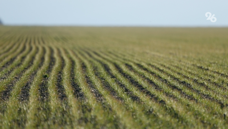 Аграриям Ставрополья оказали поддержку на 780 млн рублей с начала года