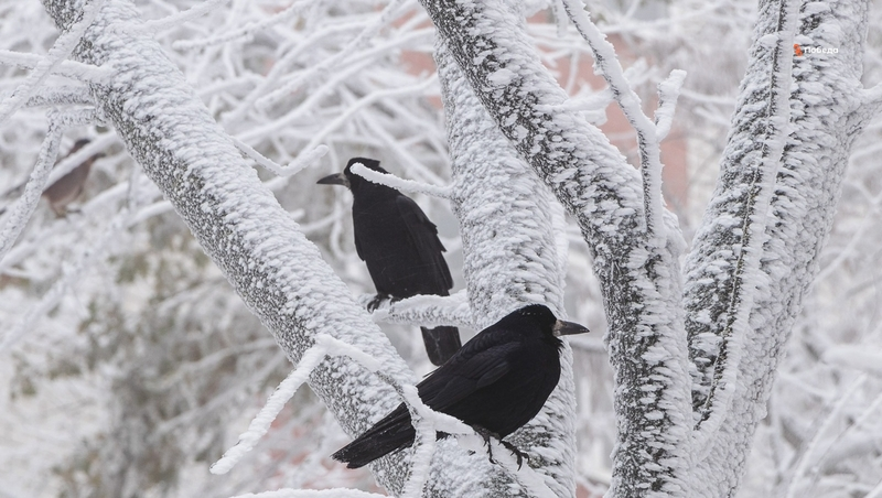 Непогоду с метелями и гололёдом прогнозируют на Ставрополье 13 и 14 декабря