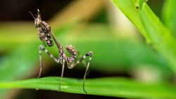 Краснокнижного богомола нашли в селе на Ставрополье