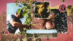 Изюм, умная камера и добрые слова: ставропольский фермер поделился секретами виноградарства