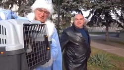 В администрации Невинномысска поселился «близнец» кота Кипиша