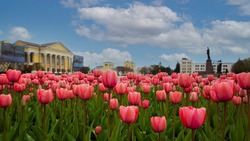 Порядка 750 тыс. цветов высадили в Ставрополе в 2023 году