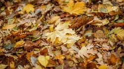 За пару недель из Ессентуков вывезли 50 тонн сухой листвы