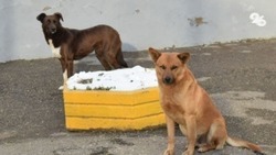 Зоозащитники предложили помощь в решении проблемы бездомных собак на Ставрополье