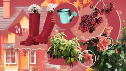 Мусор — на компост, урожай — в подвал: что нужно сделать в саду и огороде до конца дачного сезона на Ставрополье