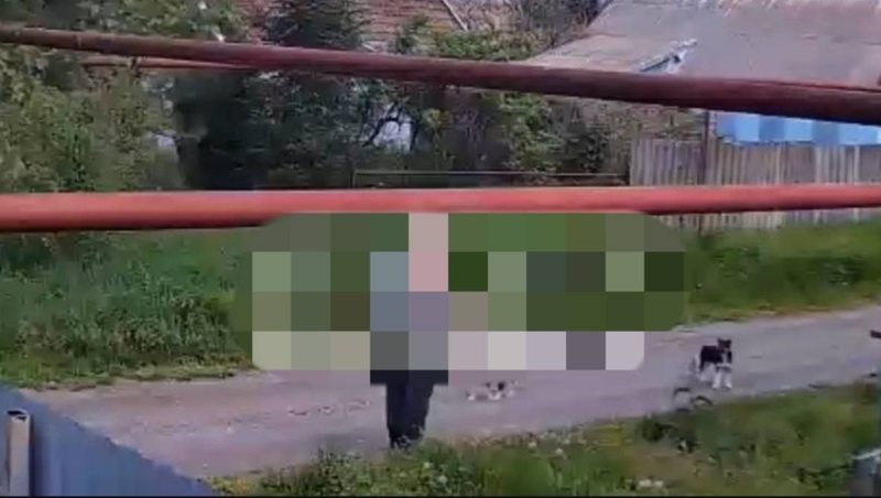 Уголовное дело могут завести на жителя Ставрополья за стрельбу в щенка