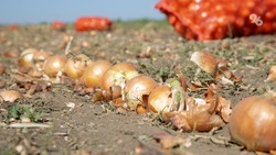 В трёх округах Ставрополья аграрии завершили уборку овощей