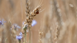 Фермера будут судить на Ставрополье за выращивание зерна и арбузов вместо овощей