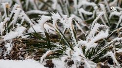 Заморозки до -3 градусов ожидаются в пасхальную ночь на Ставрополье 