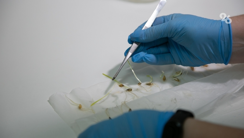 Семена яровых начали проверять на Ставрополье в преддверии сева-2026