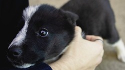 Фестиваль в поддержку животных из приюта проведут в Ставрополе 5 января